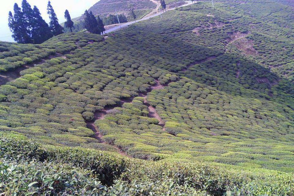 Kathmandu Valley and Tea Garden Tour